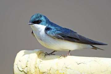 Tree Swallow sitting on a pipe.