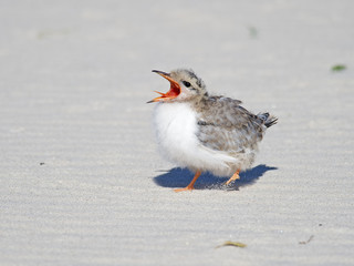 Common Tern Chick mouth open waiting for food.
