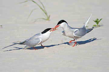 Common Tern mating ritual.