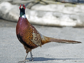 Ring-necked Pheasant on the road/.