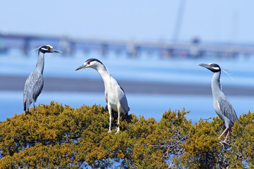 Two Yellow-crowned Night Herons and one Black-Crowned Night Heron sharing a tree.