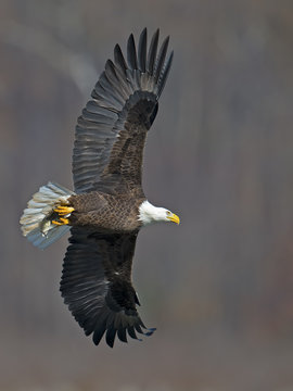 American Bald Eagle in Flight with Fish