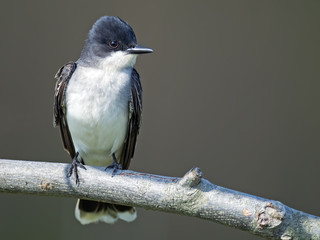 Eastern Kingbird sitting on a branch.