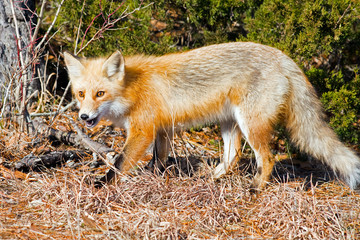 Red Fox in the Woods