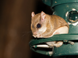 Southern Flying Squirrel sitting on Bird feeder eating