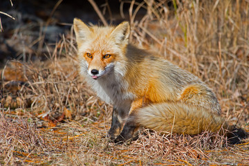Red Fox in the Woods