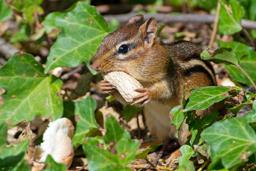Chipmunk Eating a Peanut
