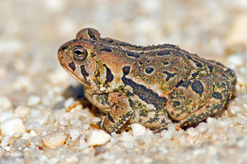 Fowler's Toad on a Dirt Road