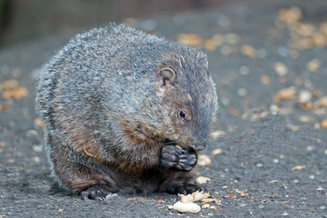 Groundhog eating peanuts