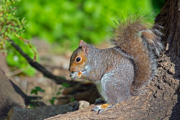 Eastern Gray Squirrel eating a peanut