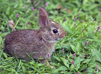 Baby Cottontail Rabbit