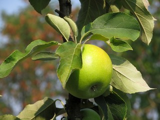 Green Apple