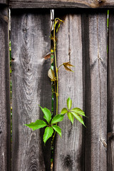 Green leaves of the wild grapes on vintage wooden background wit