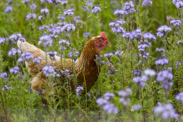 Freilaufendes Huhn 03