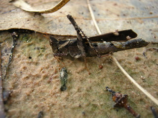 grasshopper