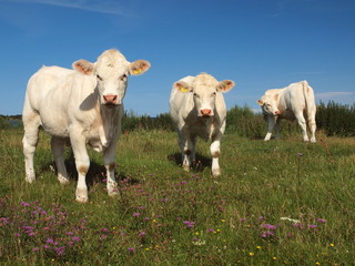Charolais- Rinder auf der Insel Öland in Schweden