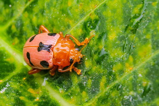 LADYBUG