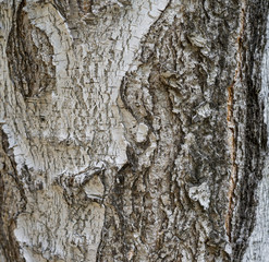 Текстура коры берёзы