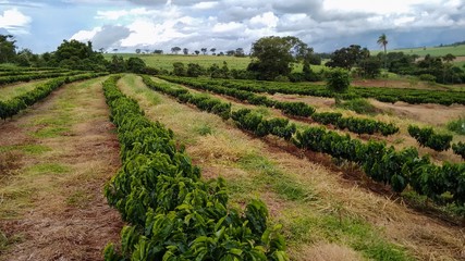 Fototapeta na wymiar Coffee plantation landscape - Brazil