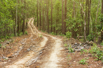 Dirt road in the jungle