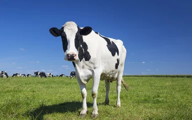 Gordijnen koe op groen gras met blauwe lucht © Frédéric Prochasson