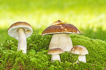 mushrooms - Boletus edulis