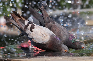 pigeon drinking water on fountain
