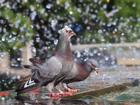 pigeon drinking water on fountain
