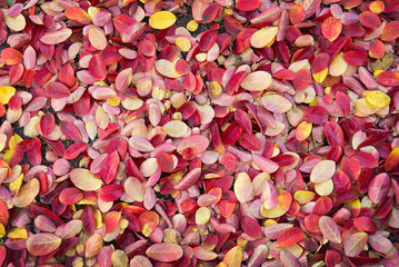 Colorful autumnal leaves background