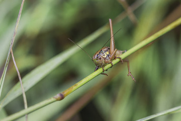 Hüpferling