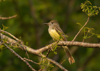 Great Crested Flycatcher