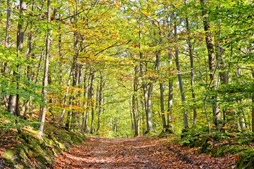 Path in a forest on a sunny autumn day