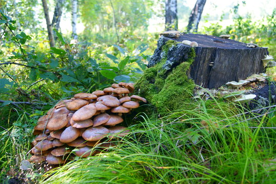 Armillaria mellea mushroom honey fungus