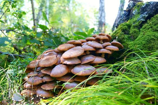 Armillaria mellea mushroom honey fungus