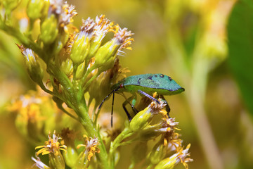 Macro insect bug green ( selective focus)