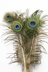 Obraz premium Tavus Kuşu Kuyruğu