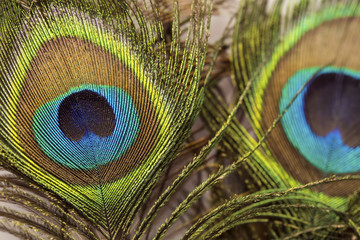 Obraz premium Tavus Kuşu Kuyruğu