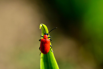 Red bug on a green leaf closeup