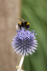 honeybee on blue allium blossom with blurred background