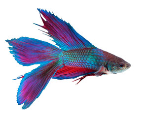 beautiful siamese fighting fish on black