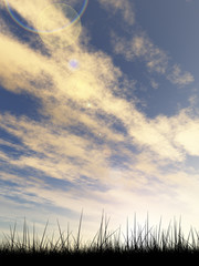 Black grass over sky sunset background