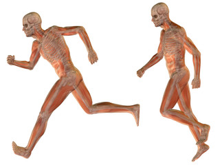 3D human man anatomy isolated