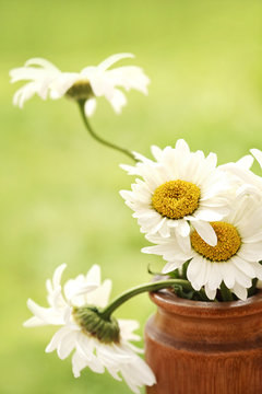 beautiful white flowers of chrysanthemum on green background
