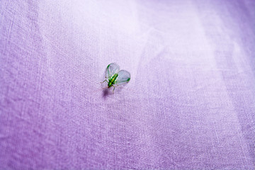 Green insect with wings closeup on purple cloth

