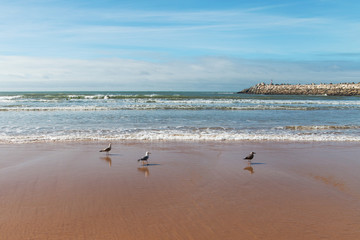 Atlantic waves and birds.