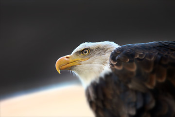 aigle royal