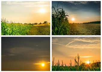Collages brilliant orange sunrise over a Corn field