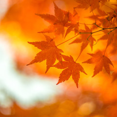 Fototapeta na wymiar autumn leaves, very shallow focus
