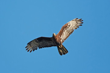 European Honey Buzzard (Pernis apivorus)