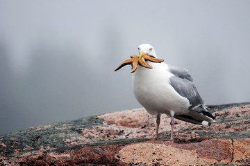 Herring gull with starfish